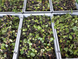 Fresh Blackcurrants from our Walled Garden